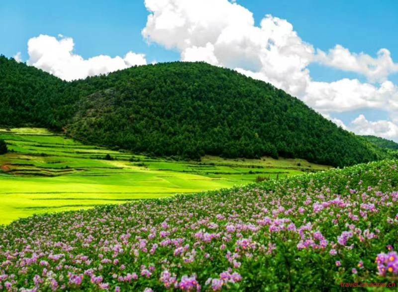 探秘格萨拉:盐边北部的生态秘境与夏日盛景